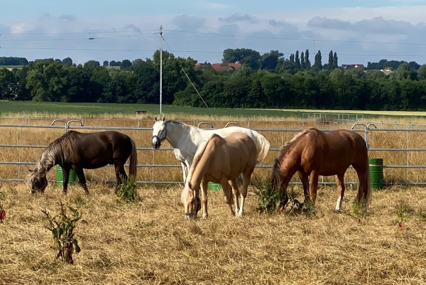 Die 4 auf der Wiese